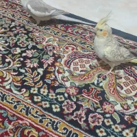 پرنده عروس هلندی|پرنده|تنکابن, |دیوار