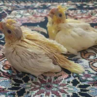 جوجه عروس هلندی