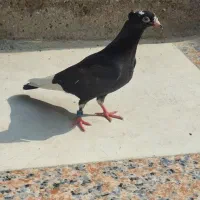 کفتر