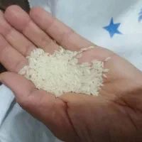فروش برنج نقد و اقساط