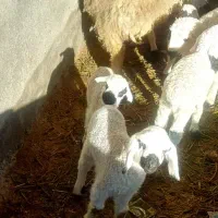 میش سه قلو زا