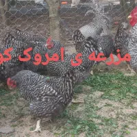جوجه ی امروک آمریکایی اصیل|حیوانات مزرعه|لنگرود, |دیوار