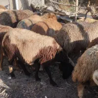 گوسفند و برە