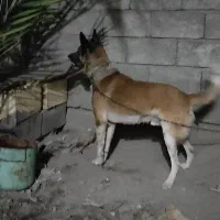 سگ ژرمن نگهبان|سگ|کهنوج, |دیوار