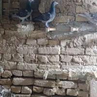 هفتا ماده پرشی ضدو خوردی