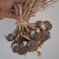 سیر تازه لانو