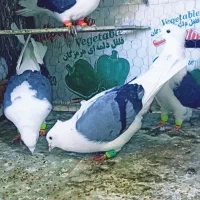 کبوتر دوکت سبز.پشت سبز