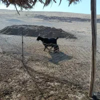 بز داشت درجه یک زات دار اصیل