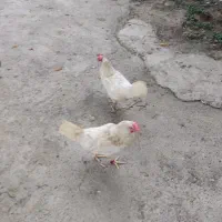 مرغ تخم گذار