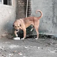 سگ پژدر خالص