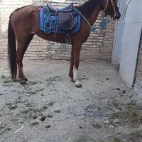 اسب مادیان سه نشان