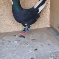 نرو ماده مینا عطیقه