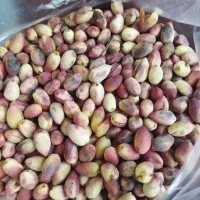 پسته خام بدون پوست و باپوسته در قزوین و مهرگان|خوردنی و آشامیدنی|قزوین, |دیوار