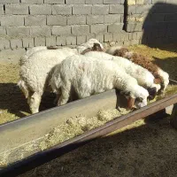 بره‌نر‌گوسفند میش‌|حیوانات مزرعه|بیستون, |دیوار