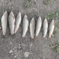 تور دامی ماهیگیری به همراه تیوب ده تن