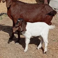 بزکهره بزابستن|حیوانات مزرعه|جیرفت, |دیوار