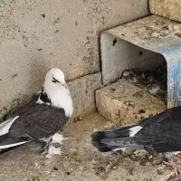 کبوتر شازده|پرنده|اصفهان, خواجه عمید|دیوار