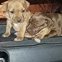 واگذاری ۱ جفت پیت بول اصل|سگ|یزد, |دیوار