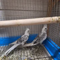 یه جفت عروس  دوکت