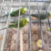 سه عدد مرغ عشق انگلیسی صحیح وسالم|پرنده|زاهدان, |دیوار