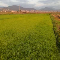 بذر شالی آماده