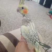 عروس هلندی