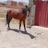 اسب|اسب و تجهیزات اسب‌سواری|شهرضا, |دیوار