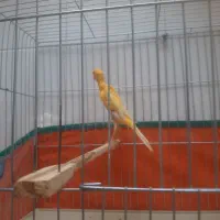 قناری طلایی نریکسر