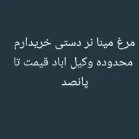 مرغ مینا|پرنده|مشهد, جاهد شهر|دیوار