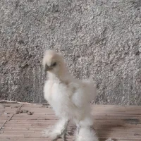 فروش جوجه تخم نطفه دار ابریشمی وارداتی|حیوانات مزرعه|گناباد, |دیوار