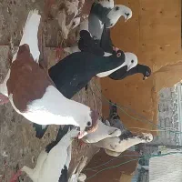کفتر پرشی و پلاکی