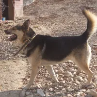 سگ ژرمن هسکی نگهبان|سگ|فیروزکوه, |دیوار