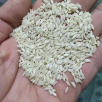 برنج عنبر خوزستان