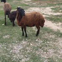 توقلی ماده|حیوانات مزرعه|سیمین شهر, |دیوار