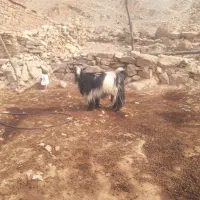 بز داشتی بیگ دوبری