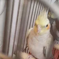 عروس هلندی گمشده