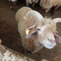 بره گوشتی و پرواری