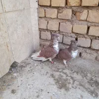 کبوتردمگیرگلین.. سیاپشت|پرنده|حبیب آباد, |دیوار