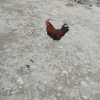خروس محلی به فروش می‌رسد