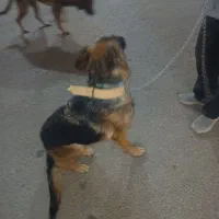 سگ ژرمن شپرد