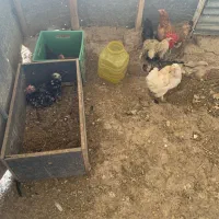 فروش مرغ و خروس محلی