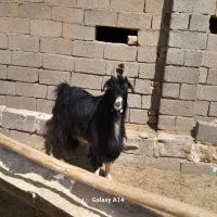 دوبر درجه یک 3تا میش یکی بز کهره دار