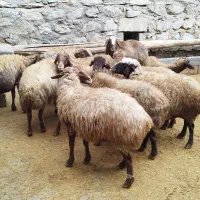 گوسفند آبستن