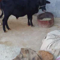 گاو گوساله