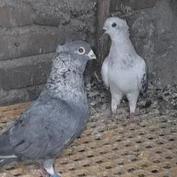پرنده