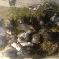 تخم مرغ نطفه دار مشکی و طوسی