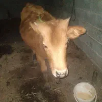 ‌گوساله‌ماده‌سرابی‌|حیوانات مزرعه|تالش, جوکندان|دیوار