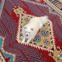 سگ پامر|سگ|اهواز, امانیه|دیوار