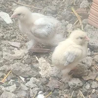 جوجه 20 روزه برهما اصل رومانی و تخم مرغ گلین اصل