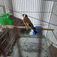 سهره جوجه قفس زیر باری|پرنده|بروجرد, |دیوار